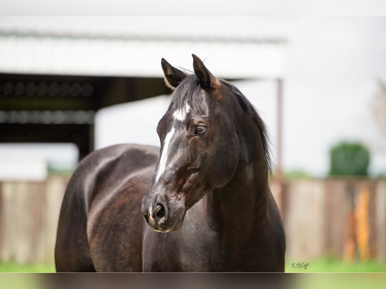 American Quarter Horse Castrone 14 Anni 155 cm Morello in Ravenna