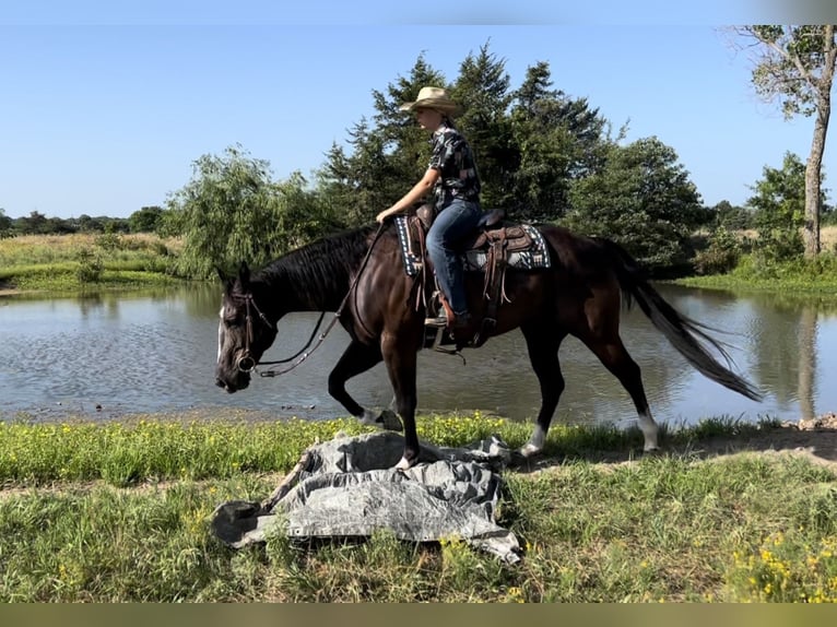 American Quarter Horse Castrone 14 Anni 155 cm Morello in Ravenna