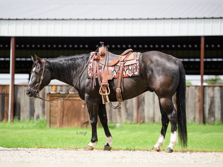 American Quarter Horse Castrone 14 Anni 155 cm Morello in Ravenna