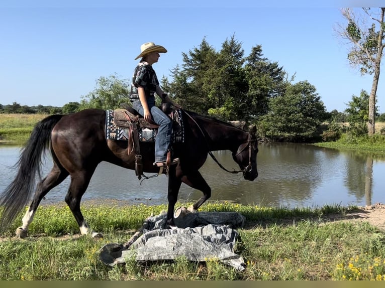 American Quarter Horse Castrone 14 Anni 155 cm Morello in Ravenna