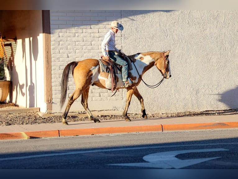 American Quarter Horse Castrone 14 Anni 155 cm Overo-tutti i colori in Camp Verde AZ