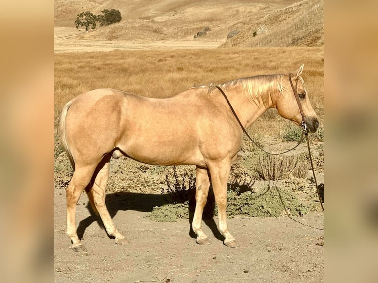 American Quarter Horse Castrone 14 Anni 155 cm Palomino in Bitterwater CA