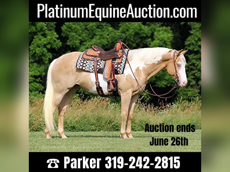 American Quarter Horse Castrone 14 Anni 155 cm Palomino in Brodhead KY