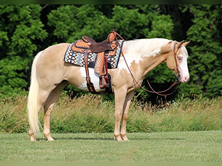 American Quarter Horse Castrone 14 Anni 155 cm Palomino in Brodhead KY