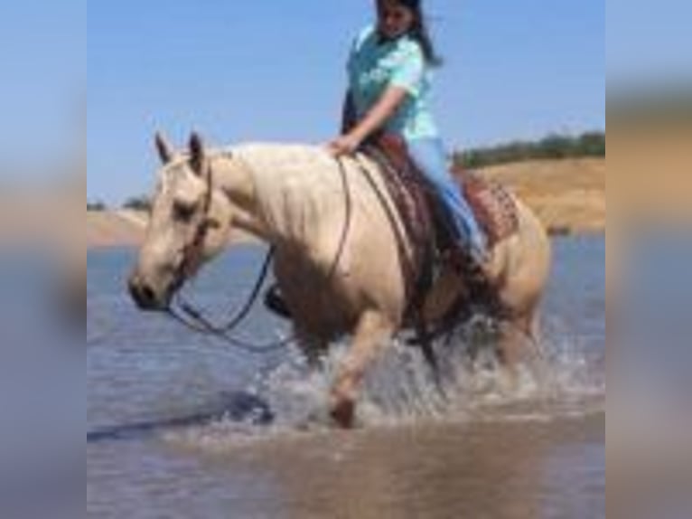 American Quarter Horse Castrone 14 Anni 155 cm Palomino in Turlock CA