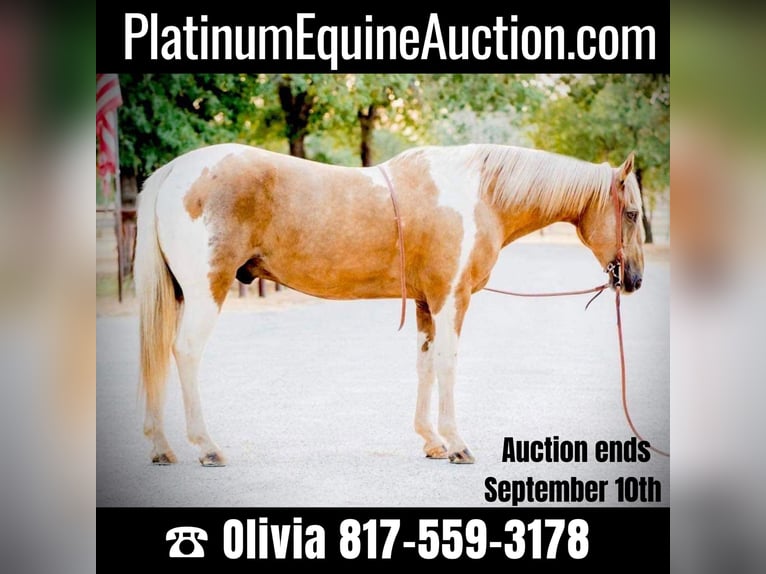 American Quarter Horse Castrone 14 Anni 155 cm Palomino in Weatherford, TX