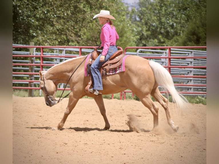 American Quarter Horse Castrone 14 Anni 155 cm Palomino in Borden