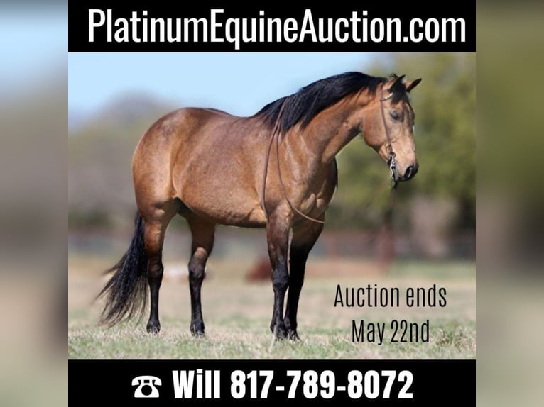 American Quarter Horse Castrone 14 Anni 155 cm in Joshua TX