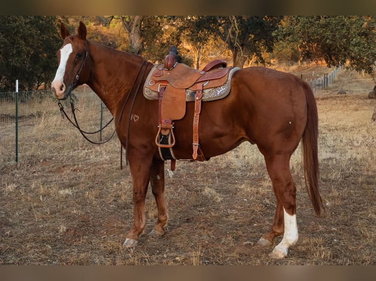 American Quarter Horse Castrone 14 Anni 155 cm in Valley Springs CA