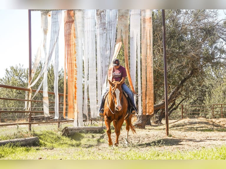 American Quarter Horse Castrone 14 Anni 155 cm in Valley Springs CA