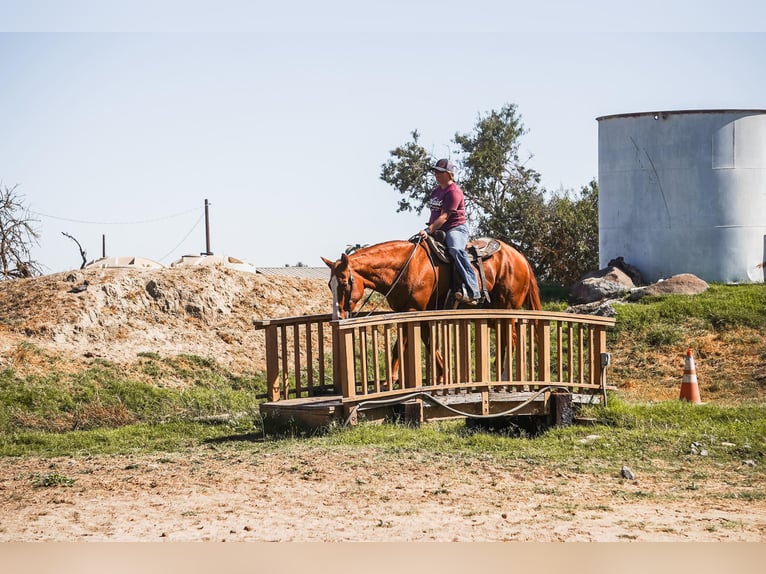 American Quarter Horse Castrone 14 Anni 155 cm in Valley Springs CA