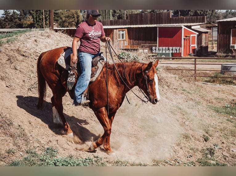 American Quarter Horse Castrone 14 Anni 155 cm in Valley Springs CA