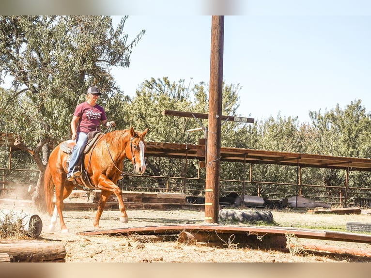 American Quarter Horse Castrone 14 Anni 155 cm in Valley Springs CA