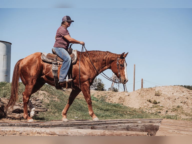 American Quarter Horse Castrone 14 Anni 155 cm in Valley Springs CA