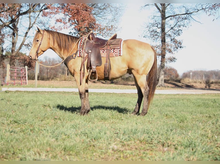 American Quarter Horse Castrone 14 Anni 155 cm Pelle di daino in North Judson IN