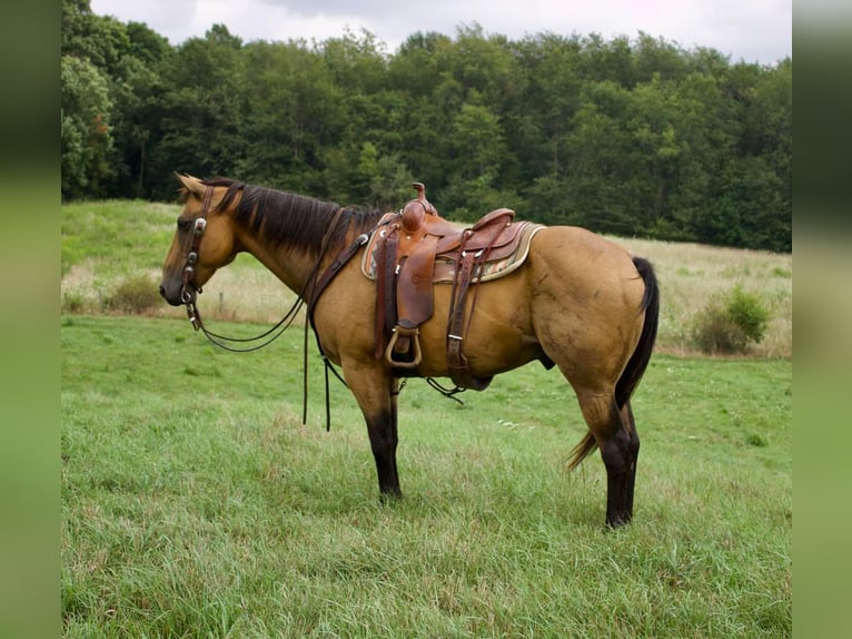 American Quarter Horse Mix Castrone 14 Anni 155 cm Pelle di daino in Millersburg, OH