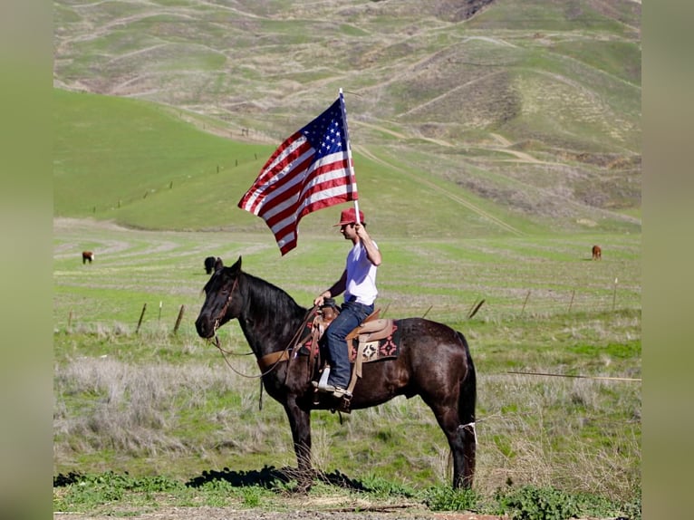 American Quarter Horse Castrone 14 Anni 155 cm Roano blu in Paicines CA