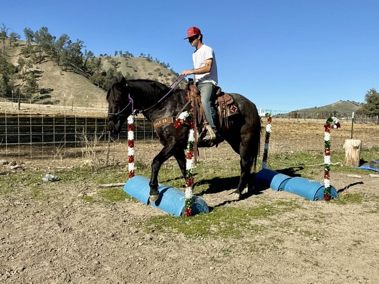 American Quarter Horse Castrone 14 Anni 155 cm Roano blu in Paicines CA