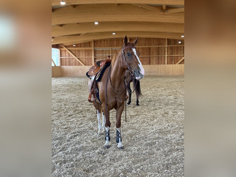 American Quarter Horse Castrone 14 Anni 155 cm Sauro in Horn