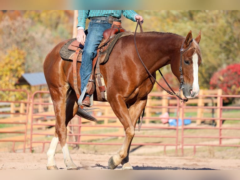 American Quarter Horse Castrone 14 Anni 155 cm Sauro ciliegia in Needmore