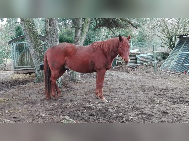 American Quarter Horse Castrone 14 Anni 155 cm Sauro in Heltersberg