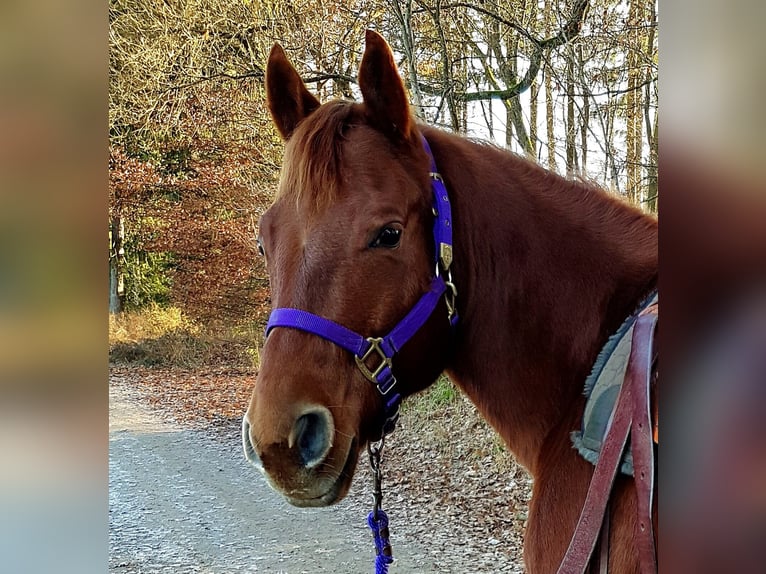 American Quarter Horse Castrone 14 Anni 155 cm Sauro in Heltersberg