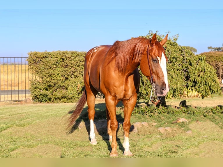 American Quarter Horse Castrone 14 Anni 155 cm Sauro scuro in Pleasant Grove CA