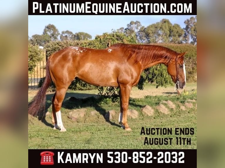 American Quarter Horse Castrone 14 Anni 155 cm Sauro scuro in Pleasant Grove CA