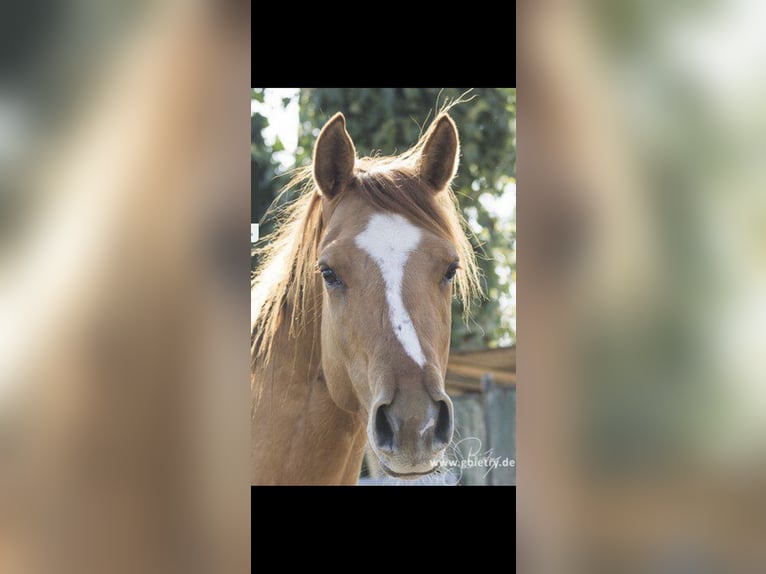 American Quarter Horse Castrone 14 Anni 156 cm Red dun in Eggstätt