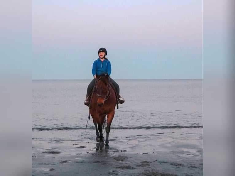 American Quarter Horse Castrone 14 Anni 157 cm Baio ciliegia in Hingham, MA