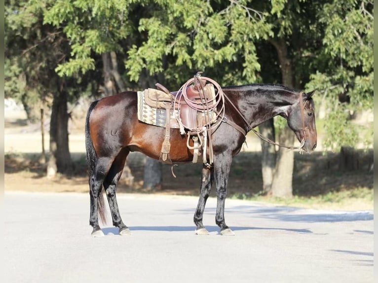 American Quarter Horse Castrone 14 Anni 157 cm Baio ciliegia in Stephenville, TX