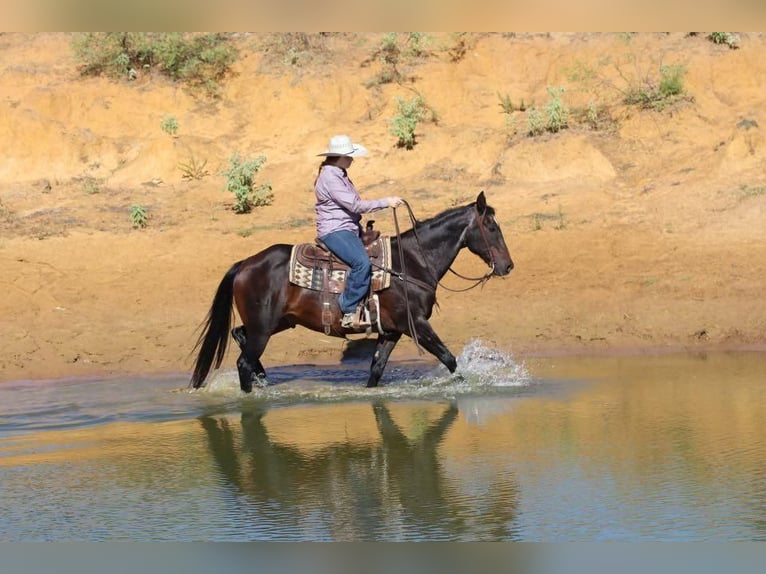 American Quarter Horse Castrone 14 Anni 157 cm Baio ciliegia in Stephenville, TX