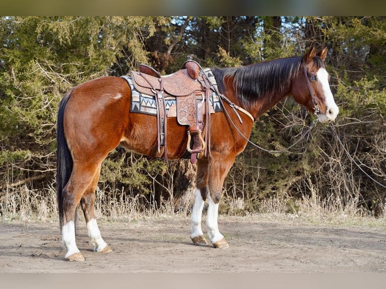 American Quarter Horse Castrone 14 Anni 157 cm Baio ciliegia in Valley Springs