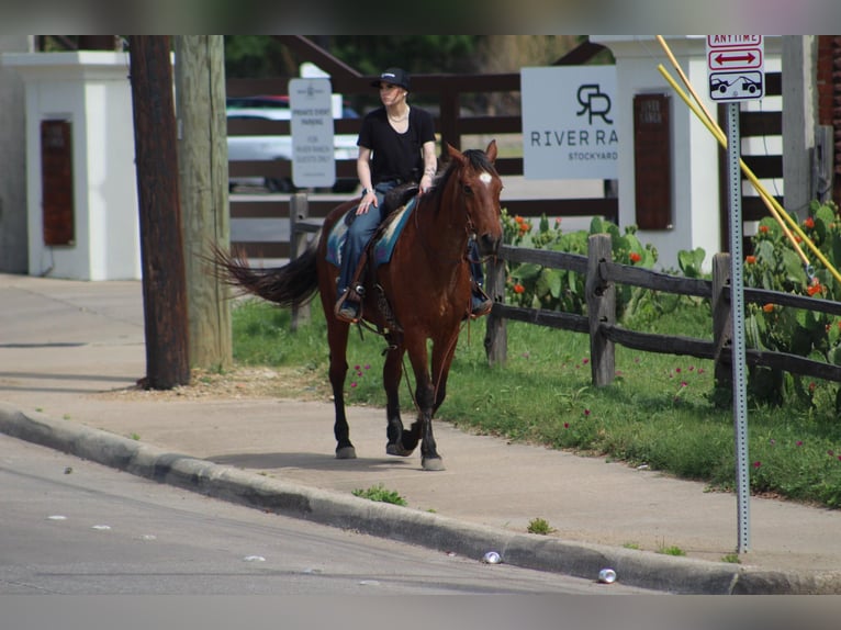 American Quarter Horse Castrone 14 Anni 157 cm Baio roano in Poolville