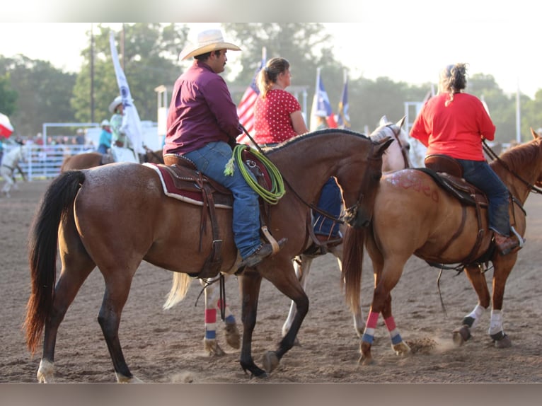 American Quarter Horse Castrone 14 Anni 157 cm Baio roano in Stephenville TX