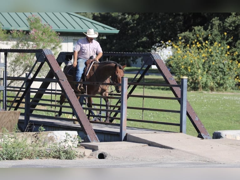 American Quarter Horse Castrone 14 Anni 157 cm Baio roano in Stephenville TX