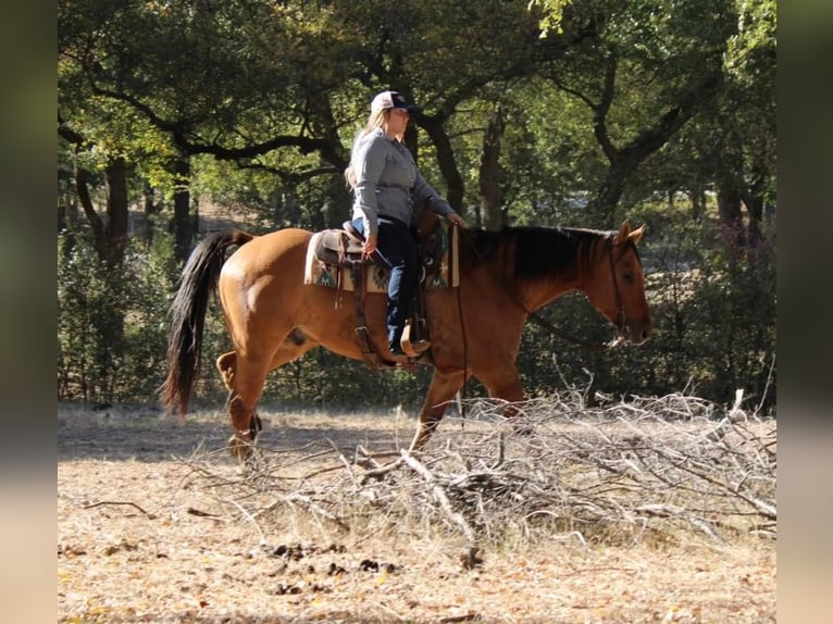 American Quarter Horse Castrone 14 Anni 157 cm Falbo in Pilot Point, TX