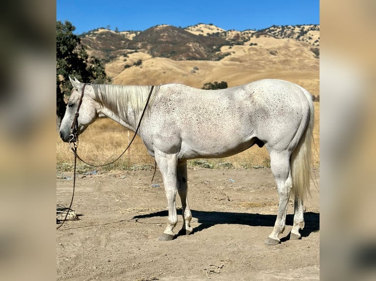 American Quarter Horse Castrone 14 Anni 157 cm Grigio in Bitterwater, CA