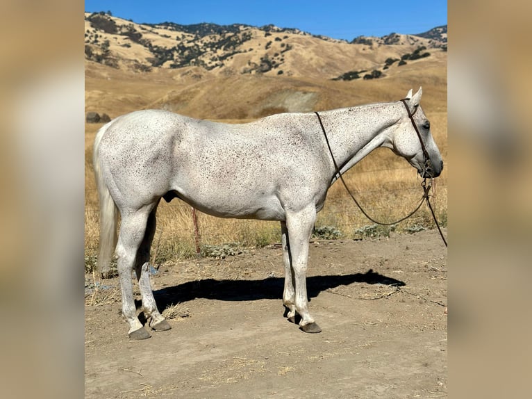 American Quarter Horse Castrone 14 Anni 157 cm Grigio in Bitterwater, CA