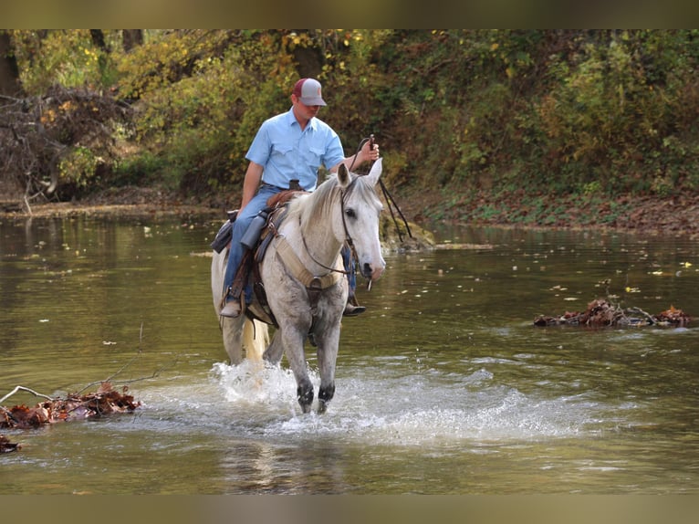 American Quarter Horse Castrone 14 Anni 157 cm Grigio in Hardinsburg IN