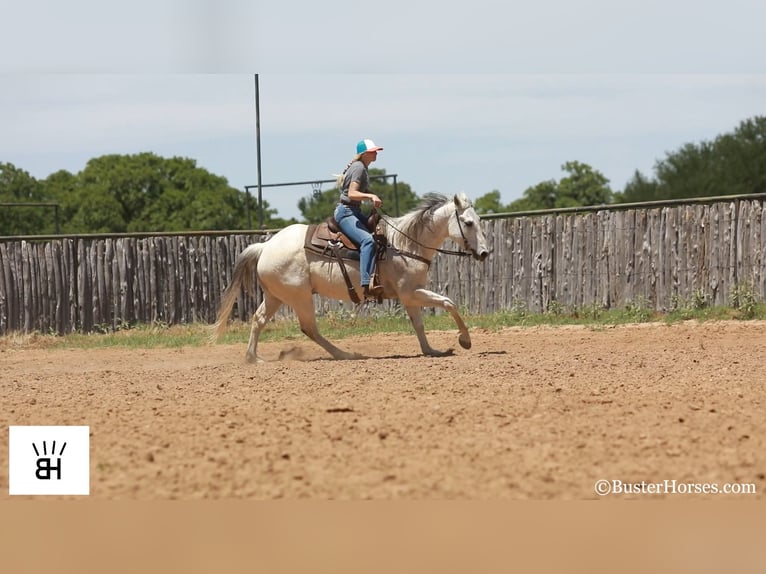 American Quarter Horse Castrone 14 Anni 157 cm Grigio in Weatherford TX