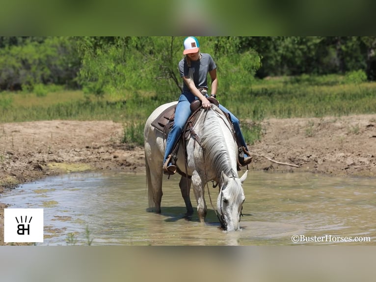 American Quarter Horse Castrone 14 Anni 157 cm Grigio in Weatherford TX