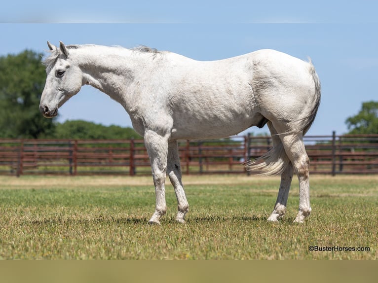 American Quarter Horse Castrone 14 Anni 157 cm Grigio in Weatherford TX