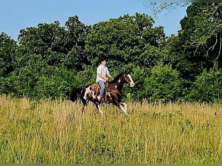 American Quarter Horse Castrone 14 Anni 157 cm Overo-tutti i colori in LaCygne KS