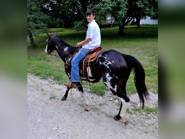 American Quarter Horse Castrone 14 Anni 157 cm Overo-tutti i colori in LaCygne KS