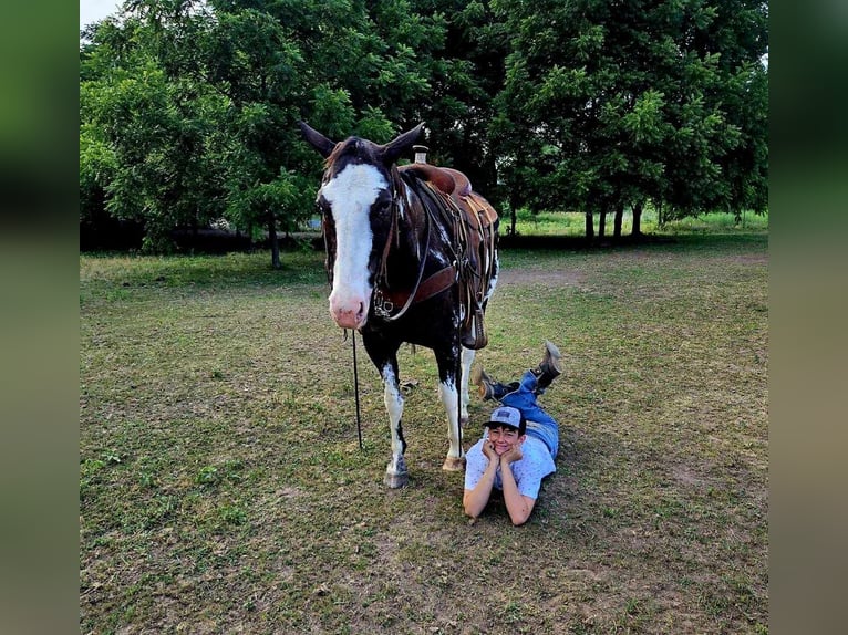 American Quarter Horse Castrone 14 Anni 157 cm Overo-tutti i colori in LaCygne KS