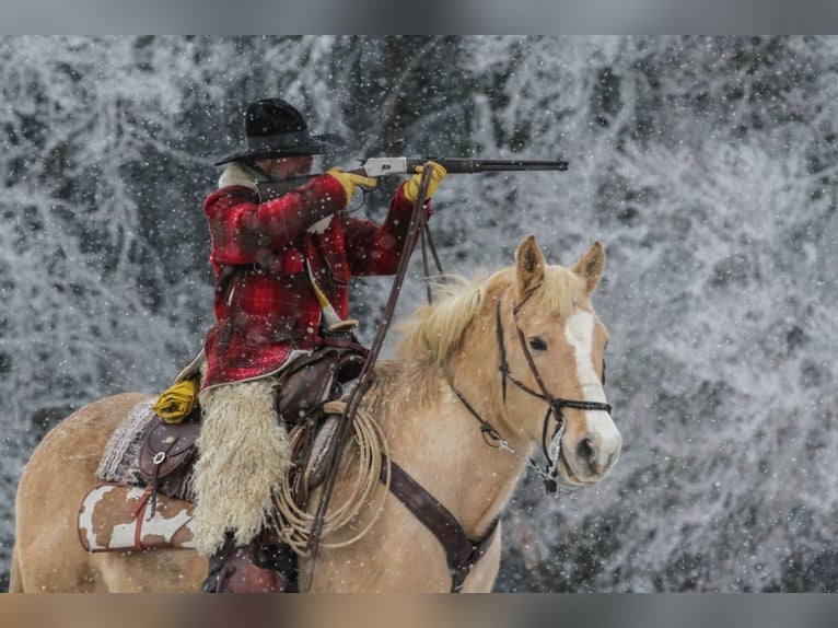 American Quarter Horse Castrone 14 Anni 157 cm Palomino in Nellingen Oppingen