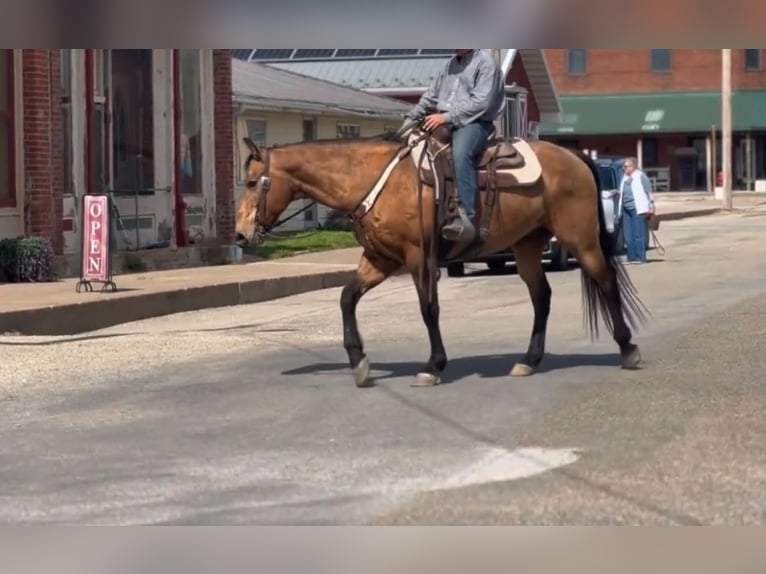 American Quarter Horse Castrone 14 Anni 157 cm Pelle di daino in Marana