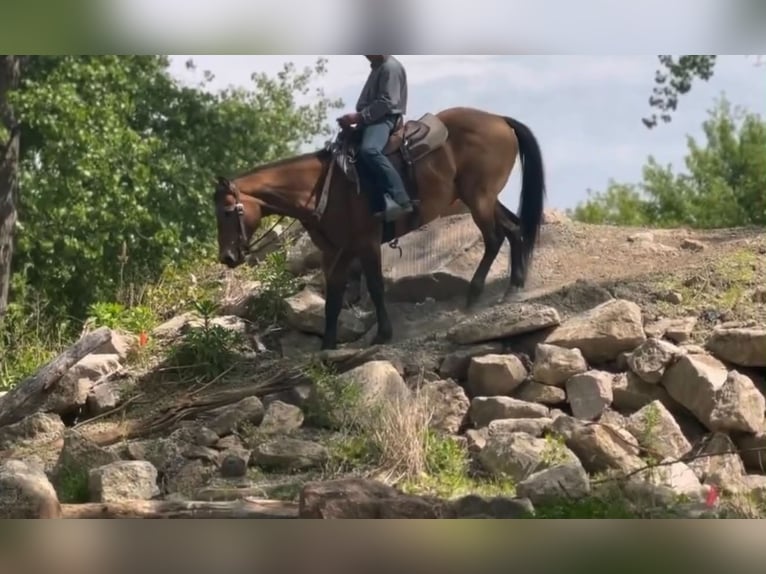American Quarter Horse Castrone 14 Anni 157 cm Pelle di daino in Marana