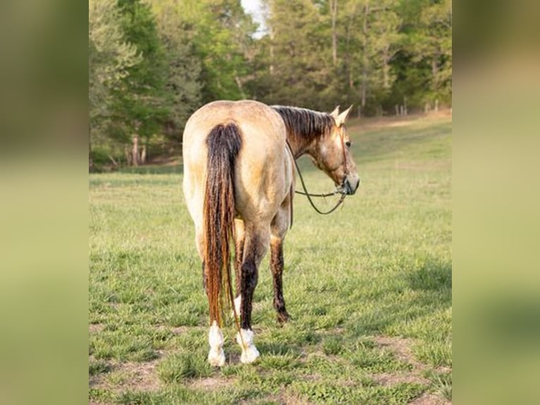 American Quarter Horse Castrone 14 Anni 157 cm Pelle di daino in Greenville KY